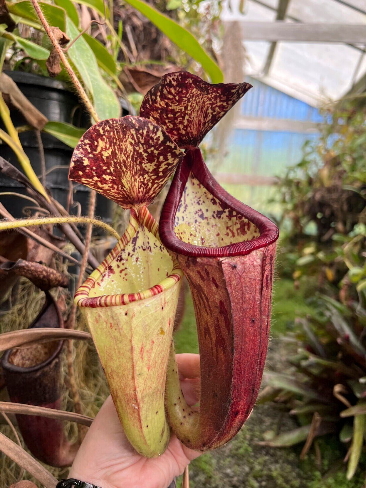 Tropical pitcher plant